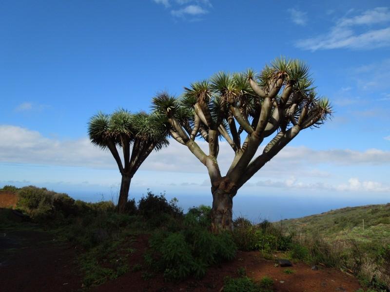 加那利岛蓝天白云高大龙树真实自然风光壁纸
