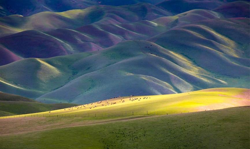 加乌尔山草原铺上了“绿地毯”风景图片