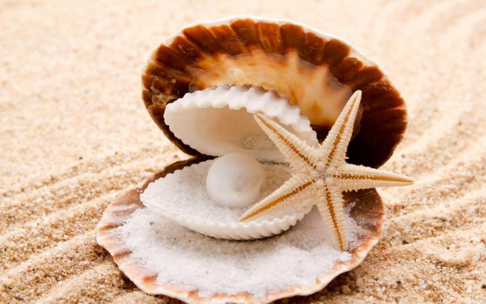 沙滩上的贝壳海螺高清摄影海边风景图片