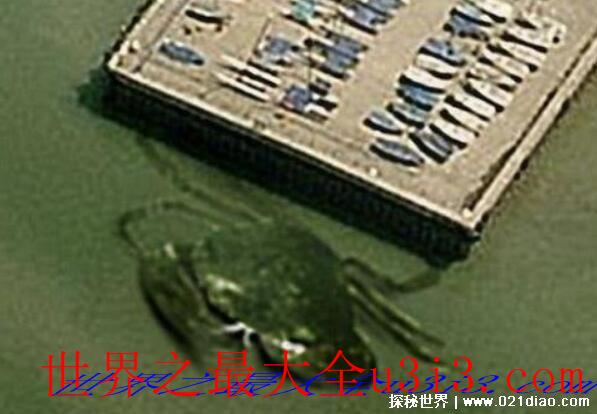 世界上最大的螃蟹 来自日本的巨型杀人蟹最大(腿长4.2米)