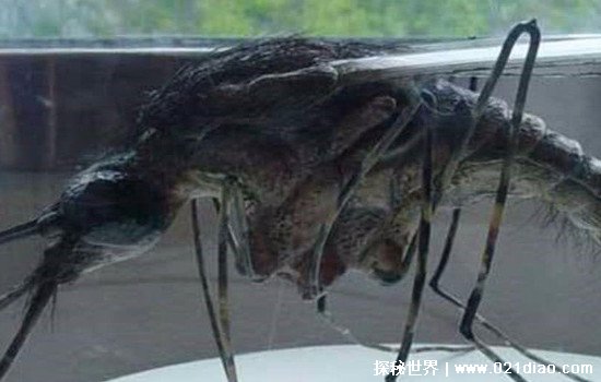 世界上最大的蚊子 体长接近30厘米(喜欢吃花蜜不吸人血)
