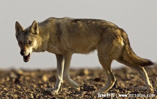 世界上最小的狼 阿拉伯狼(体重仅有18千克/常年在沙漠中生活)