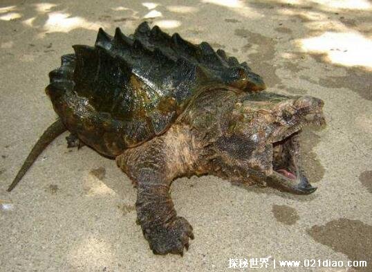 世界上最吓人的乌龟 棱皮海龟(满嘴都是恐怖尖牙)