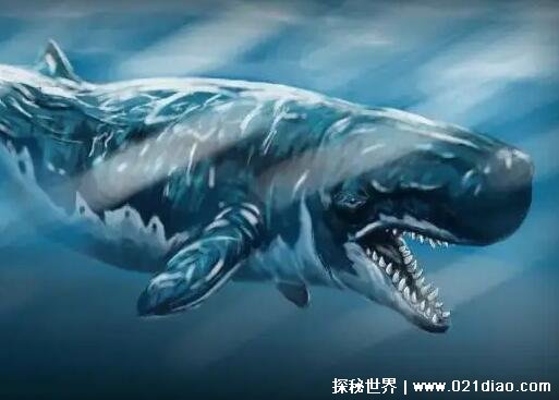 4种世界上最恐怖的鲸鱼 蓝鲸/梅尔维尔鲸/长野鲸/抹香鲸