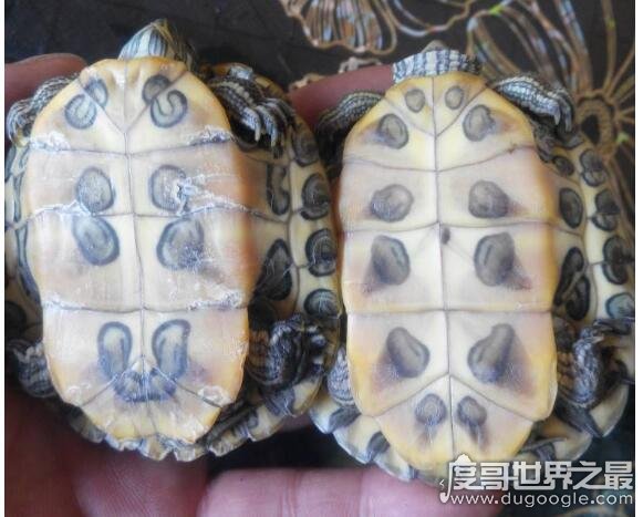 巴西龟怎么分公母几个小细节教你轻松分辨母龟比公龟体型大
