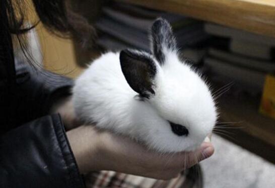 公主兔学名柏鲁美路兔人工培养出的超萌兔子