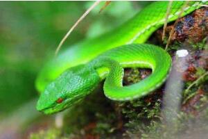 世界上最长寿的生物 绿茸线蛇能活20万年(谣言/图片)