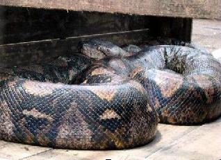 世界上最长的蛇有多长 印尼桂花长15米/一口可吞1成年男子