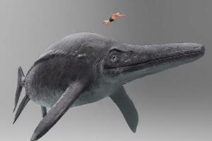 史前最大的动物第一名 新西兰大鱼龙(体长38米重311吨)