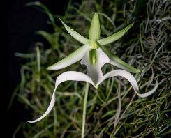 世界上最高贵神秘的花 来自的古巴幽灵兰花(看一眼让人肝肠寸断)