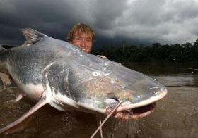 凶猛淡水鱼 亚马逊鲶鱼号称世界凶猛淡水鱼