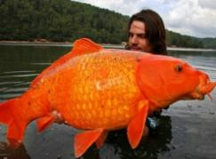 世界上最大的金鱼 法国南部湖泊惊现27斤巨型金鱼(鱼缸放不下)