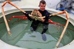 世界上最大的螃蟹 日本杀人蟹体长近4米/身上堪比一辆汽车