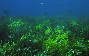 世界上寿命最长植物 波西多尼亚海草生存在地球10万年