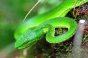 世界上年龄最大的蛇 绿茸线蛇寿命可达20万岁(未证实)