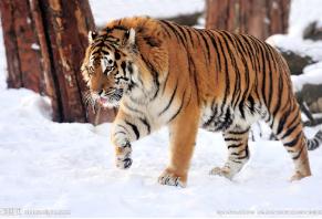 世界上最大的老虎 西伯利亚虎长3米 重700斤(百兽之王)