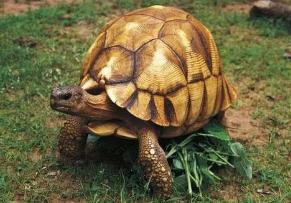 世界最名贵的乌龟 安哥洛卡象龟价值上百万(珍稀)