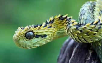 世界上美丽的蛇：基伍树蝰 生活在树上铠甲勇士(有毒)
