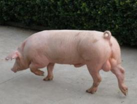 世界上最贵的猪 达明赫斯特的猪价值6500万人民币(可看不可吃)