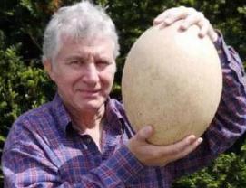 世界上最大的鸵鸟蛋 长15厘米宽8厘米重5斤(百蛋之王)