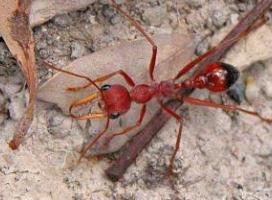世界上最大的蚂蚁介绍 公牛蚁体长3.7厘米(蚂蚁王国巨无霸)