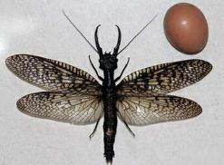 世界上最大的蜻蜓 蛇蜻蜓体型超过20厘米(空中小霸王)