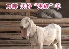 世界上最贵的羊 刀郎羊售价1400万人民币(羊中的劳斯莱斯)