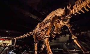 世界上最大的恐龙化石 泰坦巨龙长40米 高20米