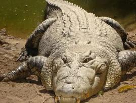 地球上最大的鳄鱼 Kalia体长7米/体重2000公斤(现存巨无霸)