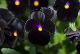 世界上什么颜色的花最少 黑色最少仅占0.2%/昆虫讨厌黑色不愿授粉