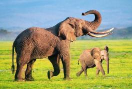 世界上睡眠最少的动物 野生大象警惕敌人每天睡2小时(可以不睡)