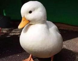 世界上最贵的宠物鸭子 王思聪的柯尔鸭一只价格高达15000元