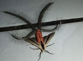 世界上最恐怖的飞蛾 黑条灰灯蛾(一种来自＂地狱＂的生物)