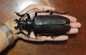 世界上最大的甲虫 泰坦甲虫长达4公分(一口能咬断铅笔)