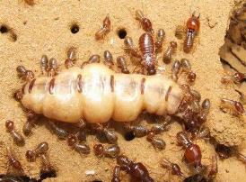 世界上最大的白蚁蚁后 长约5厘米的蚁后像条巨大的虫子