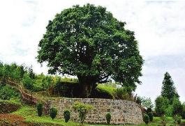 世界上最大的茶树 树龄已超过3200年（茶树王）