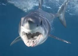 世界上速度最快的鲨鱼 灰鲭鲨（嗜血吃人比船还快）