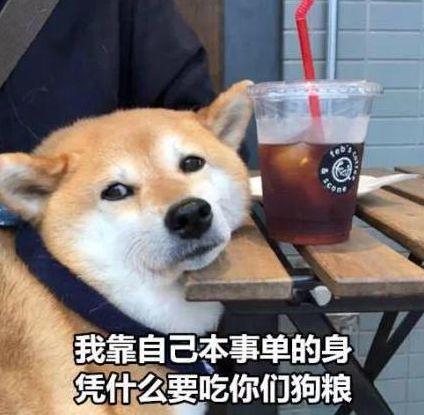 七夕节单身狗的搞笑句子推荐48句