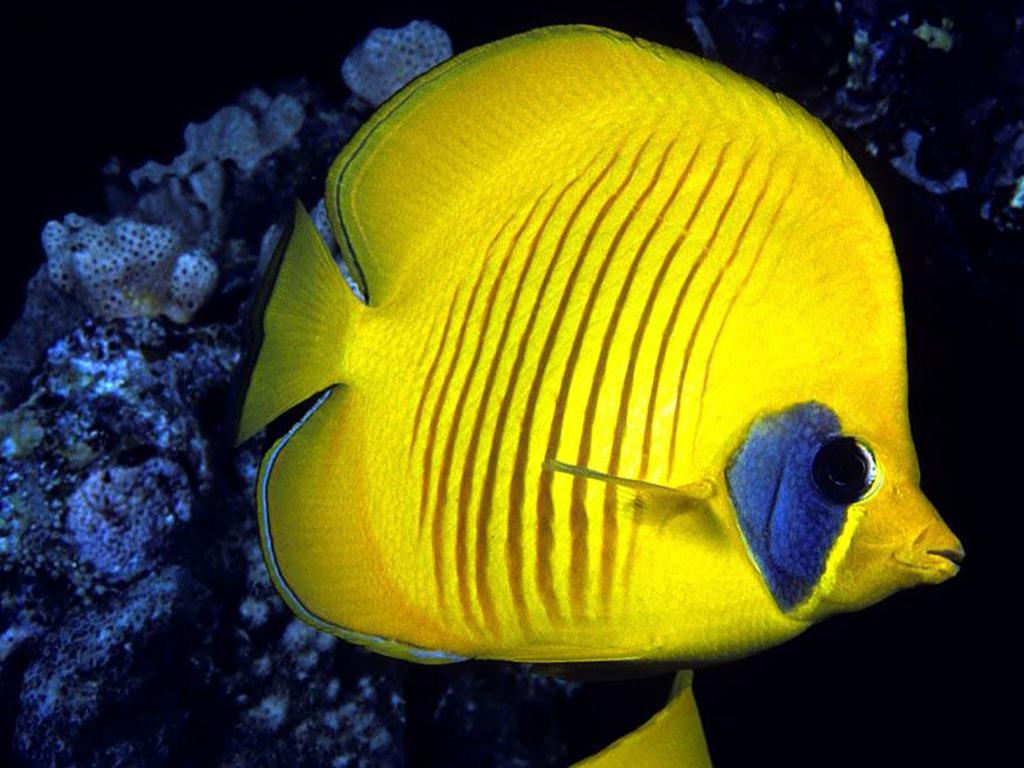 热带鱼的漂亮图片-那种热带鱼最漂亮