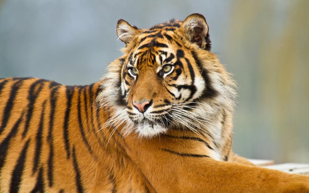 老虎的照片唯美图片