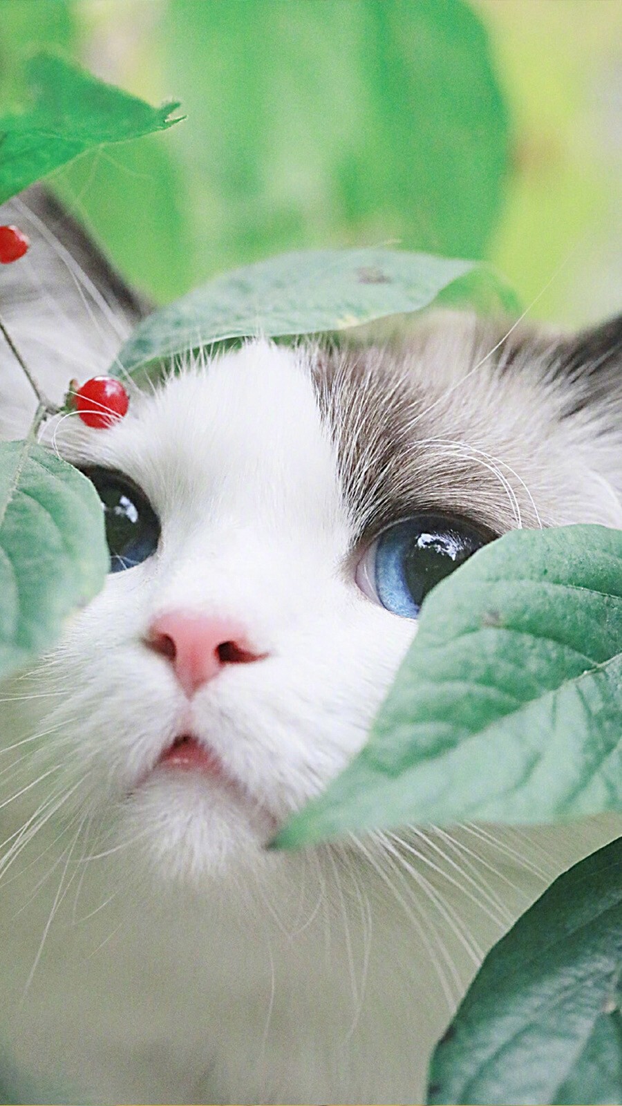 萌猫 可爱唯美图片