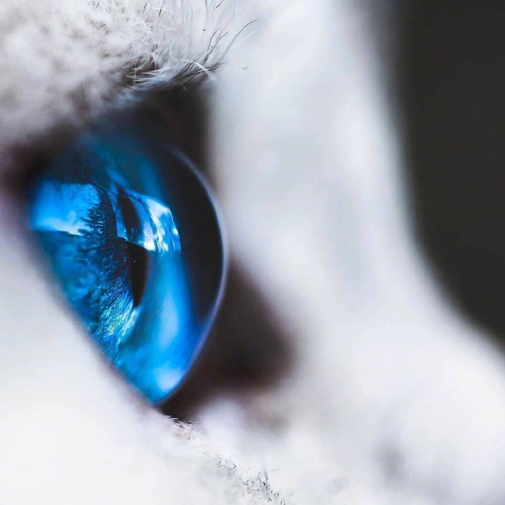 猫的眼睛唯美图片