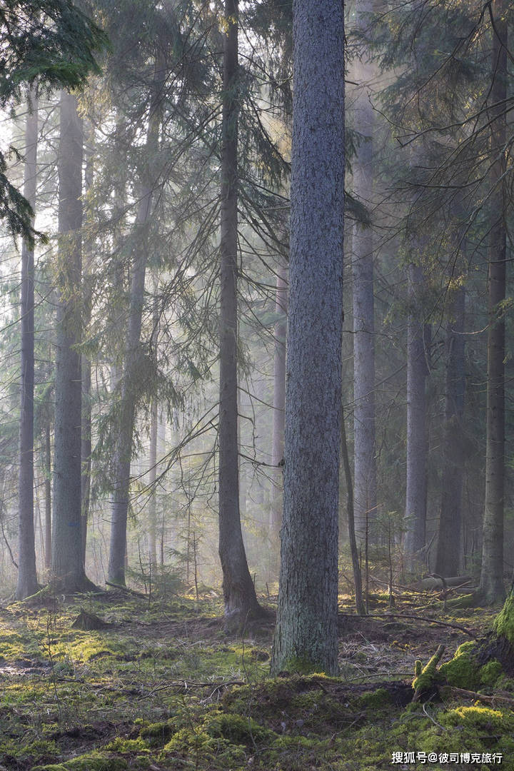 欧洲最大的森林图片