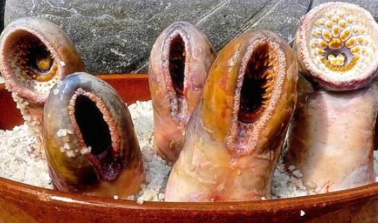 七鳃鳗图片吃人 血湖图片