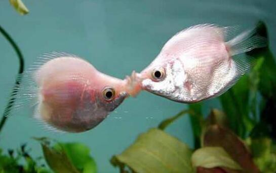 接吻鱼繁殖图片