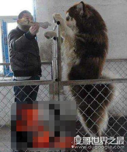 巨型阿拉斯加犬体重图片