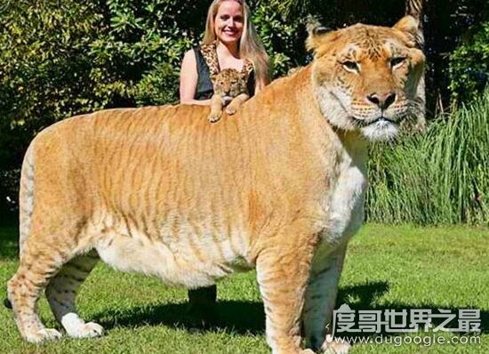 世界上最大的杂交动物图片