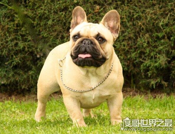 法国斗牛犬是一种活泼,聪明,肌肉发达的狗,体型较小,性格温顺,是外国