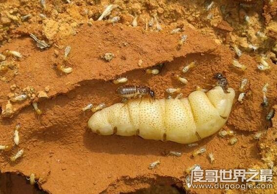 世界上最大的白蚁后图片