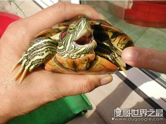巴西龟能长到4斤重